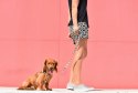ZEE DOG Smycz Phantom S